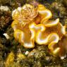 Lembeh, Indonesia