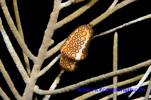 Flamingo Tongue