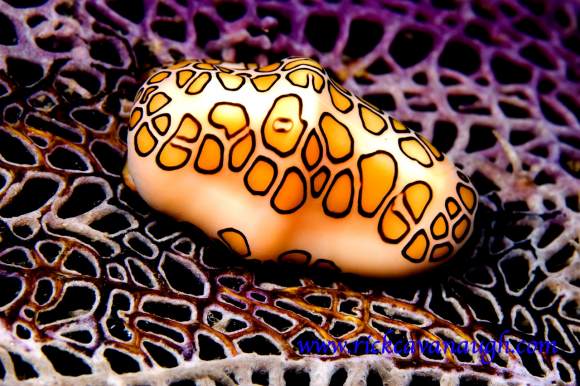 Flamingo Tongue