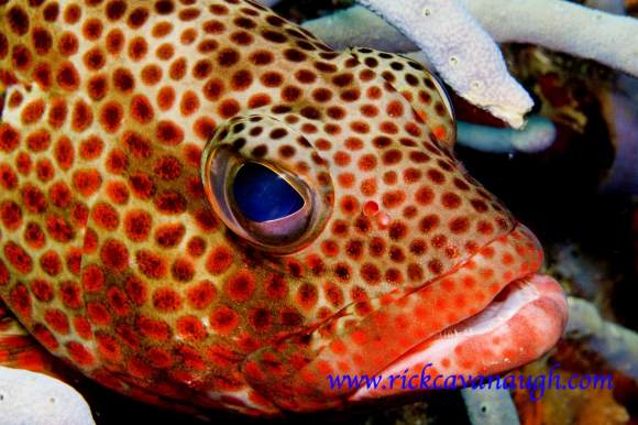 Rock Hind Fish