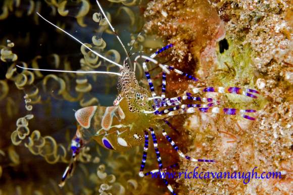 Spotted Anemone Shrimp