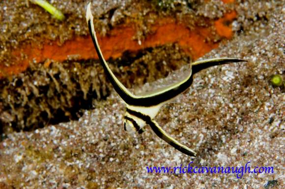 Juvenile Spotted Drum Fish