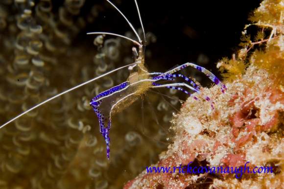 Pederson Cleaner Shrimp