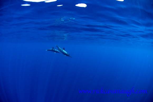 Dolphins off Utila