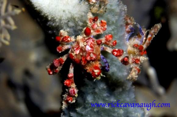 Cryptic Tear Drop Crab in Utila