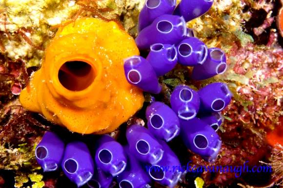 Turnicate and Sponge