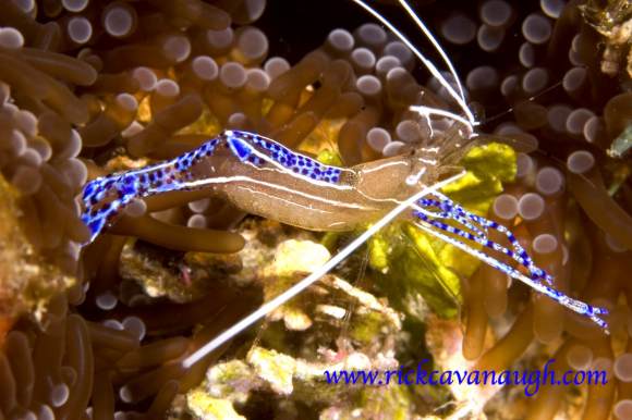 , underwater Photography by Rick Cavanaugh