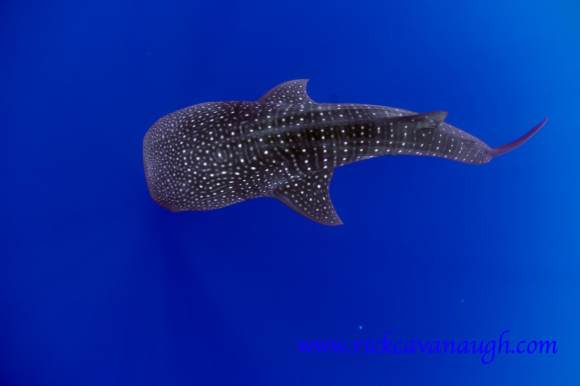 Whale Shark