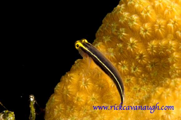 , underwater Photograph