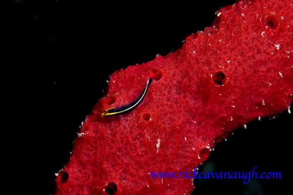 , underwater Photograph