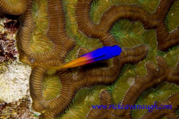 Fish Pictures from Utila