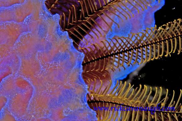 , underwater Photograph