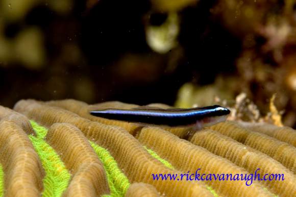 , underwater Photograph