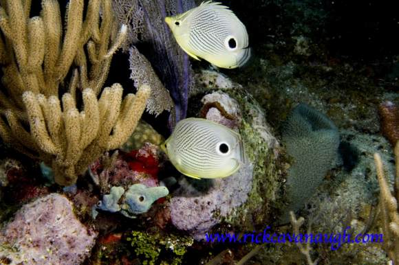 Fish Pictures from Utila