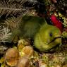 Green Moray Eel