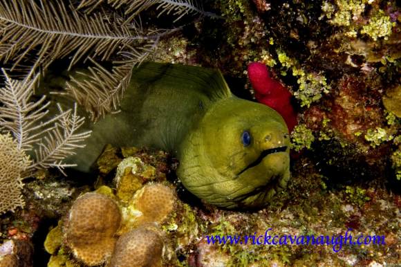 Green Moray Eel