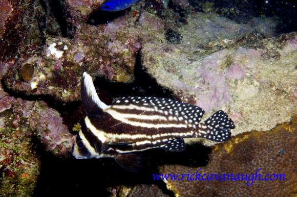 , underwater Photograph