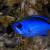 Blue Chromis