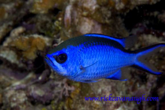 Blue Chromis