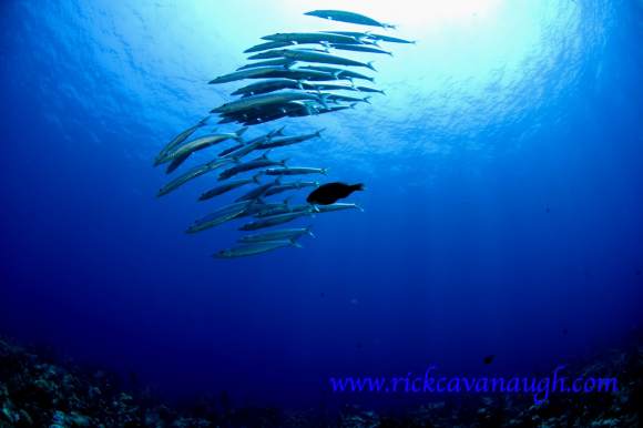 Fish Pictures from Utila