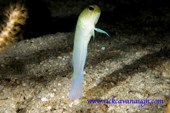 Fish Pictures from Utila